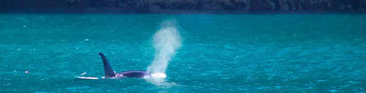 A lone orca (aka killer whale) exhaling at the surface of the sea,