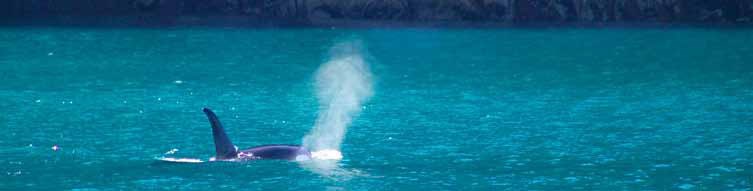 A lone orca (aka killer whale) exhaling at the surface of the sea,