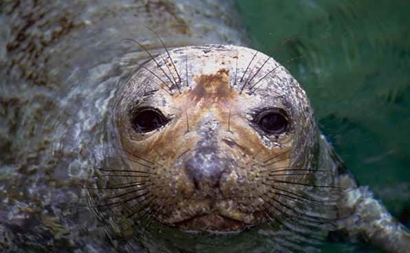 A seal with mottled, dirty-looking skin raises its head above the water.