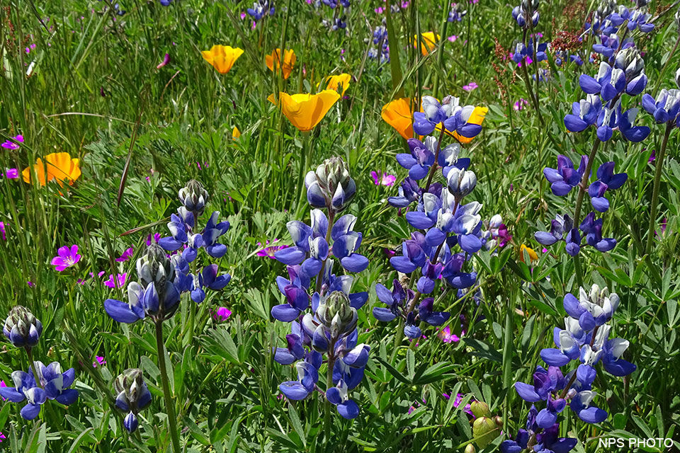 Spreading Beauty: The Story of the Lupine Lady - The Laurel of