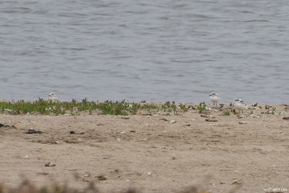 A photo of three small light brown shorebirds with white breasts standing on sand with water in the background.