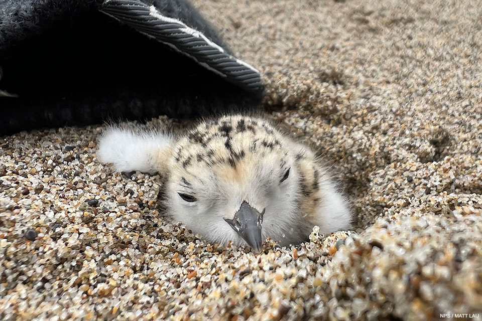 A photo of a small black-speckled, beige-colored chick near a gray beanie a sandy beach.