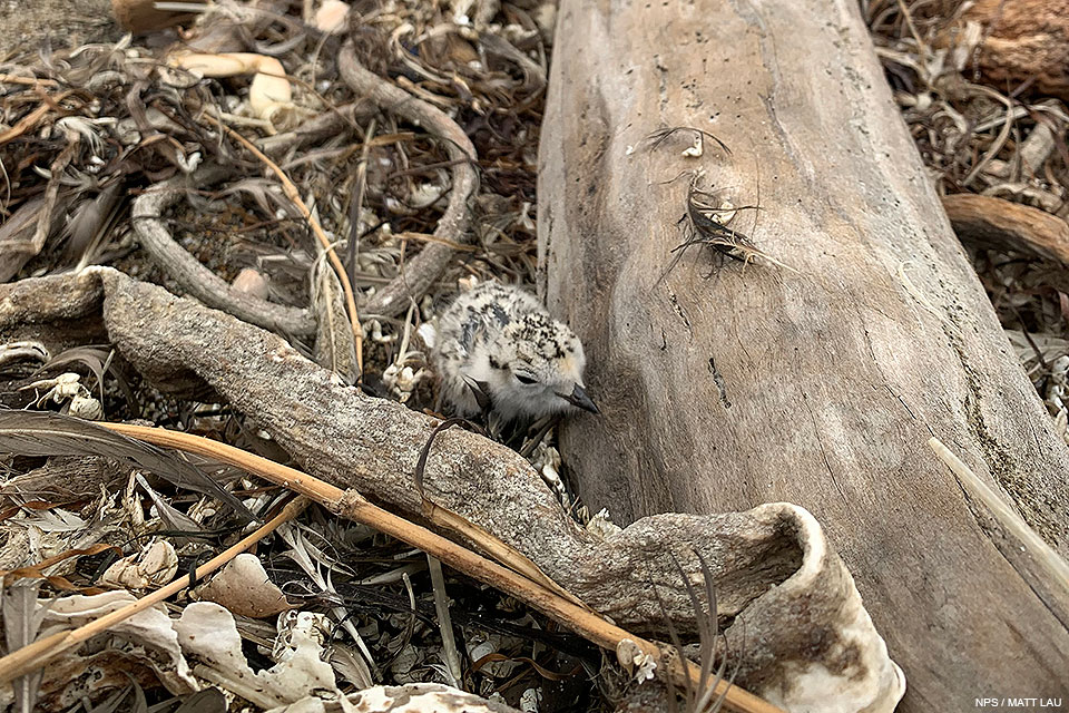 A small, fluffy, light-tan, speckled-black plover chick hiding among kelp and driftwood on a beach.
