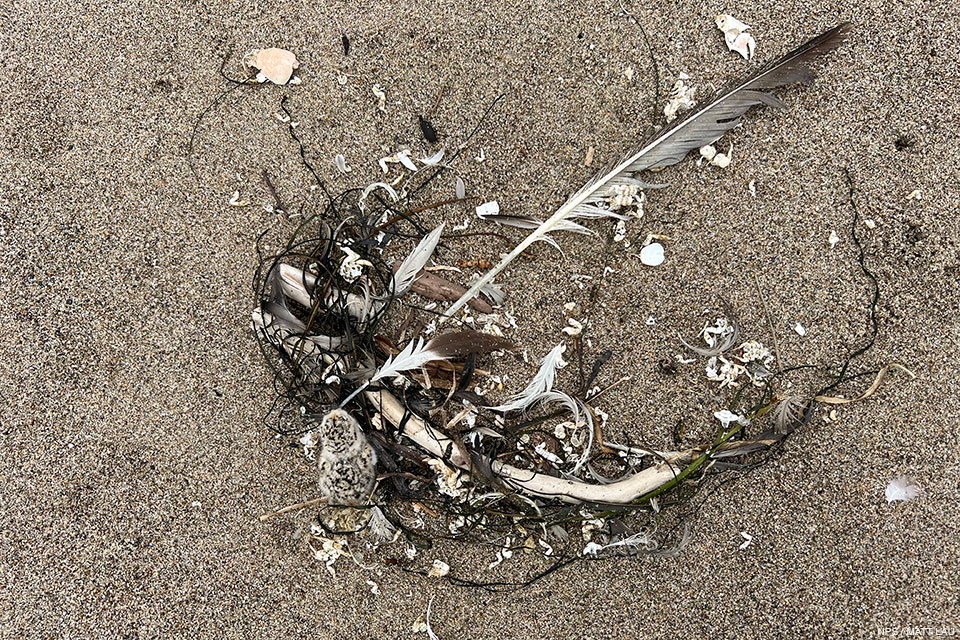 A photo of a small black-speckled, beige-colored chick hiding beside seaweed and a long feather on a sandy beach.