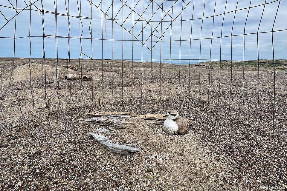 A small brown-backed, white-breasted shorebird with a short black bill incubates small black-speckled, beige-colored eggs in a sandy nest adjacent to a couple small pieces of driftwood within a wire exclosure.