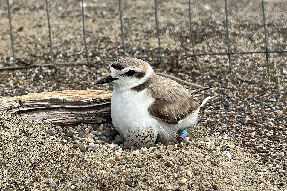 A close-up photo of a small brown-backed, white-breasted shorebird with a short black bill incubates small black-speckled, beige-colored eggs in a sandy nest adjacent to a couple small pieces of driftwood within a wire exclosure.