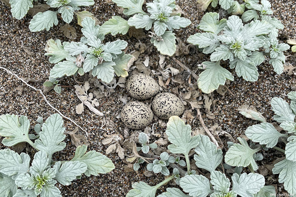 A photo of three small black-speckled, beige-colored eggs on sand surrounded by plants with grayish-green, lobed leaves.