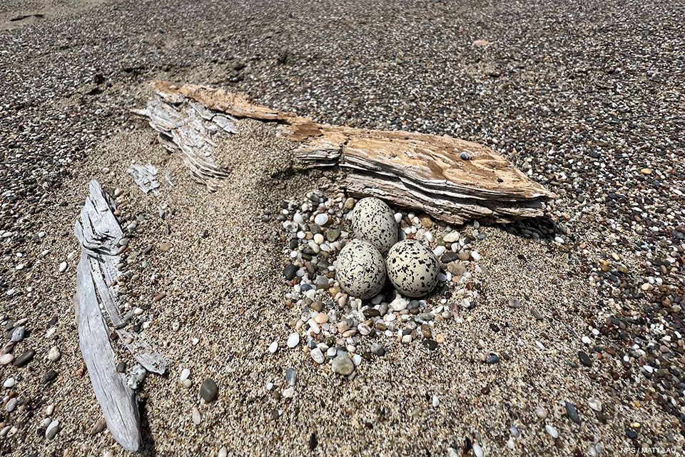 A photo of three small black-speckled, beige-colored eggs sitting on sand adjacent to two small pieces of driftwood.