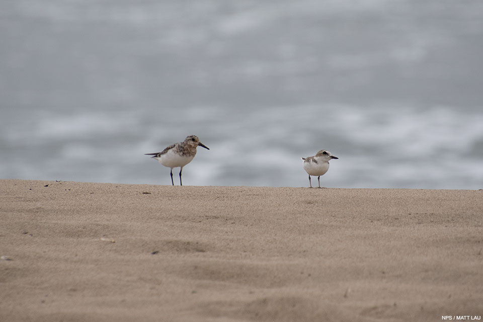 A photo of two shorebirds with light brown backs and white breasts standing on a sandy beach: the one on the left is a bit larger with brown feathers around its neck and a longer bill.