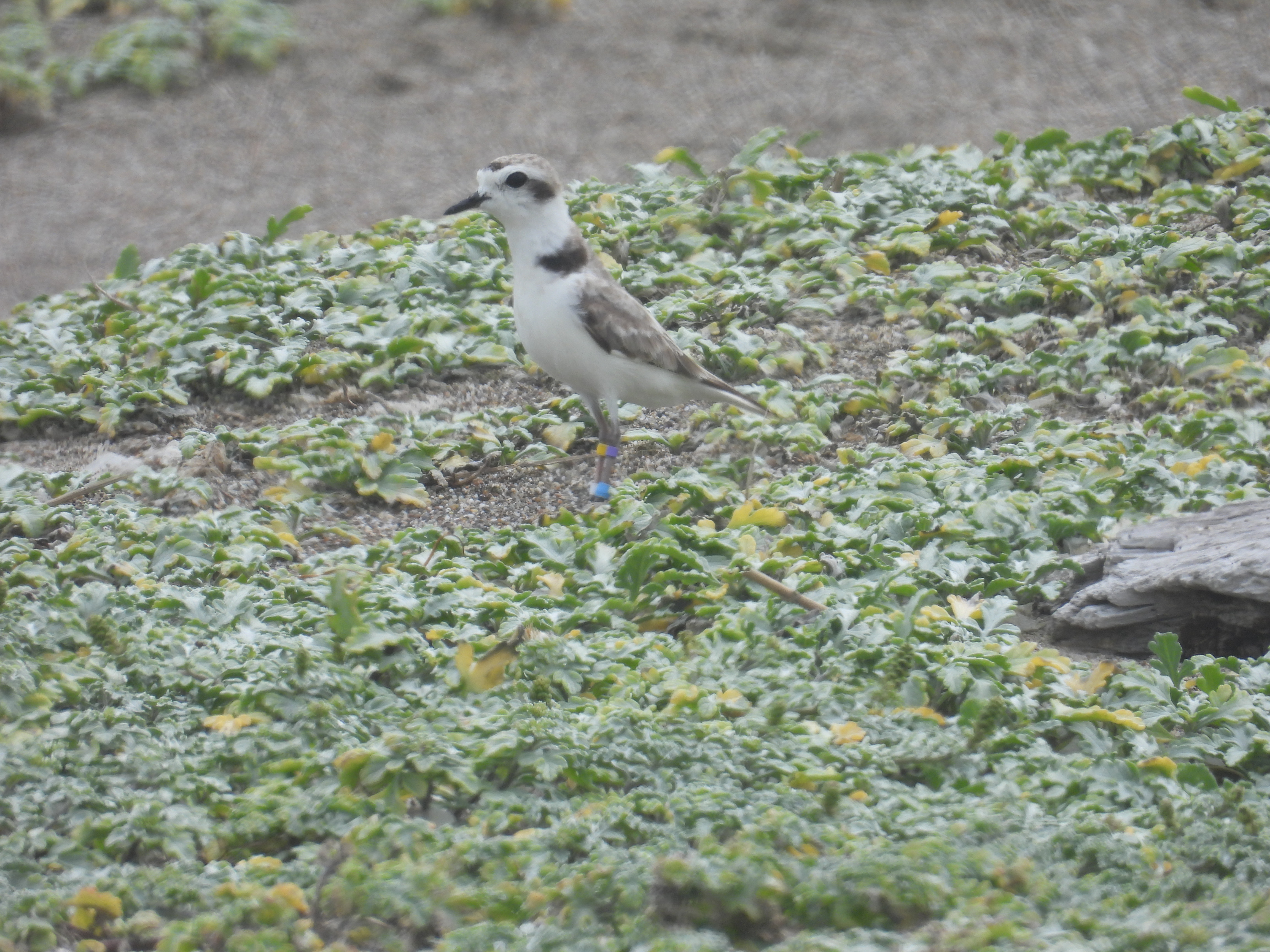 A small beige-colored shorebird standing among very low-growing vegetation with its neck stretched out to look around for potential threats.