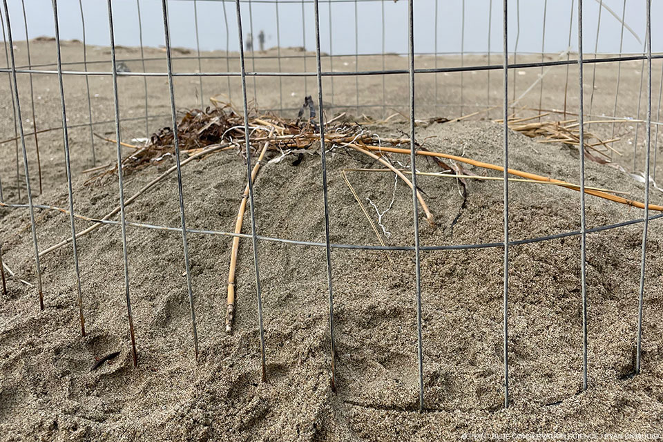 A photo of a mound of sand with seaweed and twigs on top inside of a small wire exclosure.