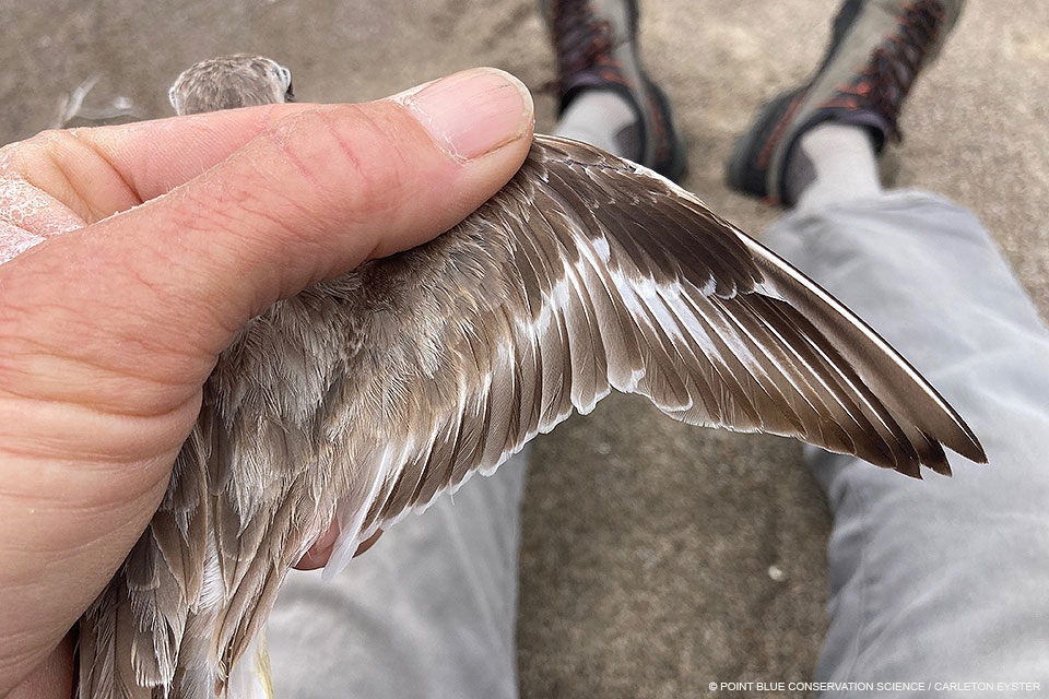 A photo of a person's hand holding a snowy plover while using their thumb and forefinger to extend the bird's wing.