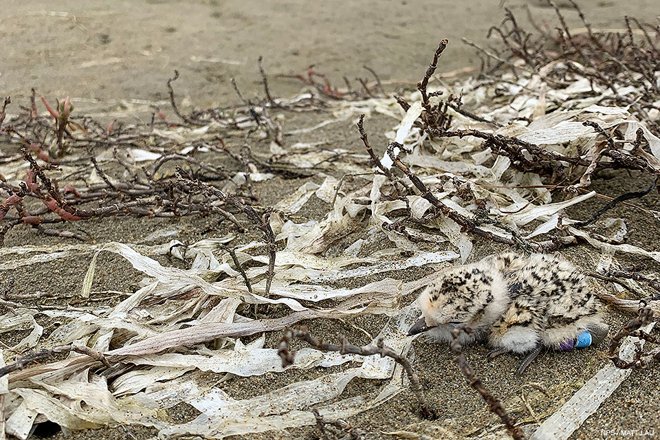 A small, fluffy, light-tan, speckled-black plover hatchling surrounded by bleached strands of eelgrass on a sandy beach.