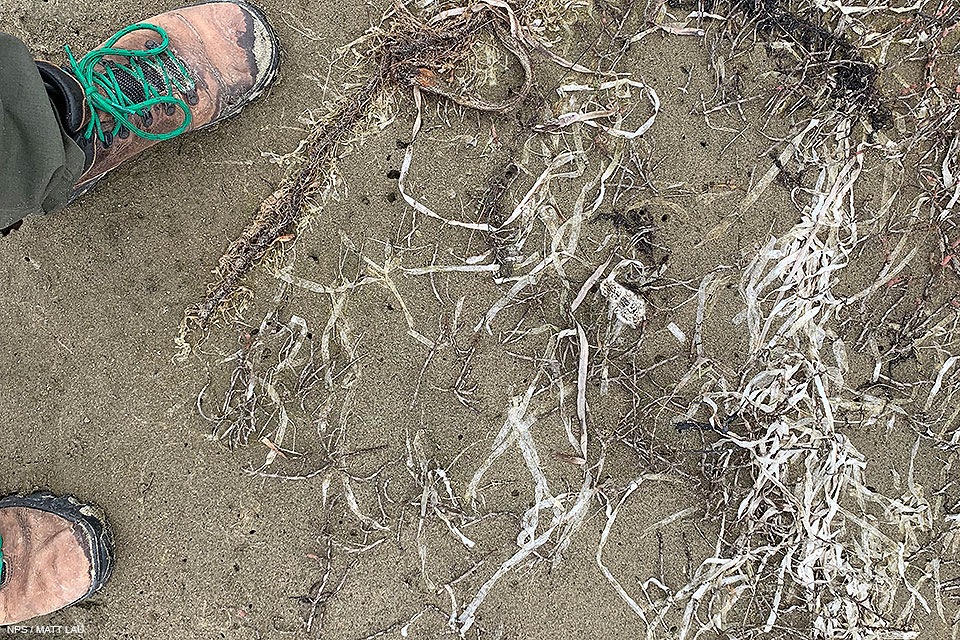 A photo from above of a small, fluffy, light-tan, speckled-black plover hatchling surrounded by bleached strands of eelgrass on a sandy beach. Two boots are visible along the left frame of the photo.
