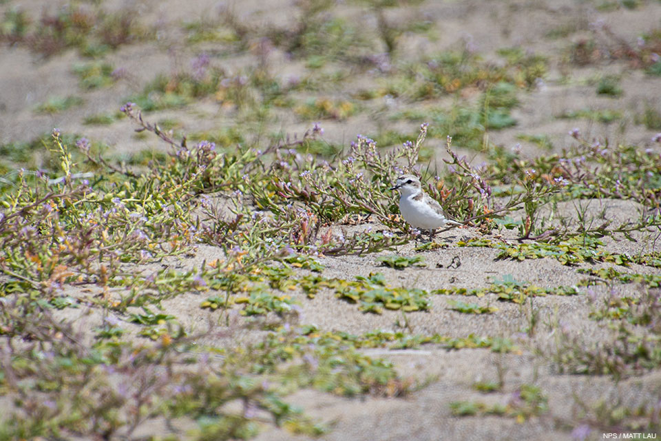 A photo of a small light brown shorebird with a white breast and a black bill standing on sand among low-growing vegetation.
