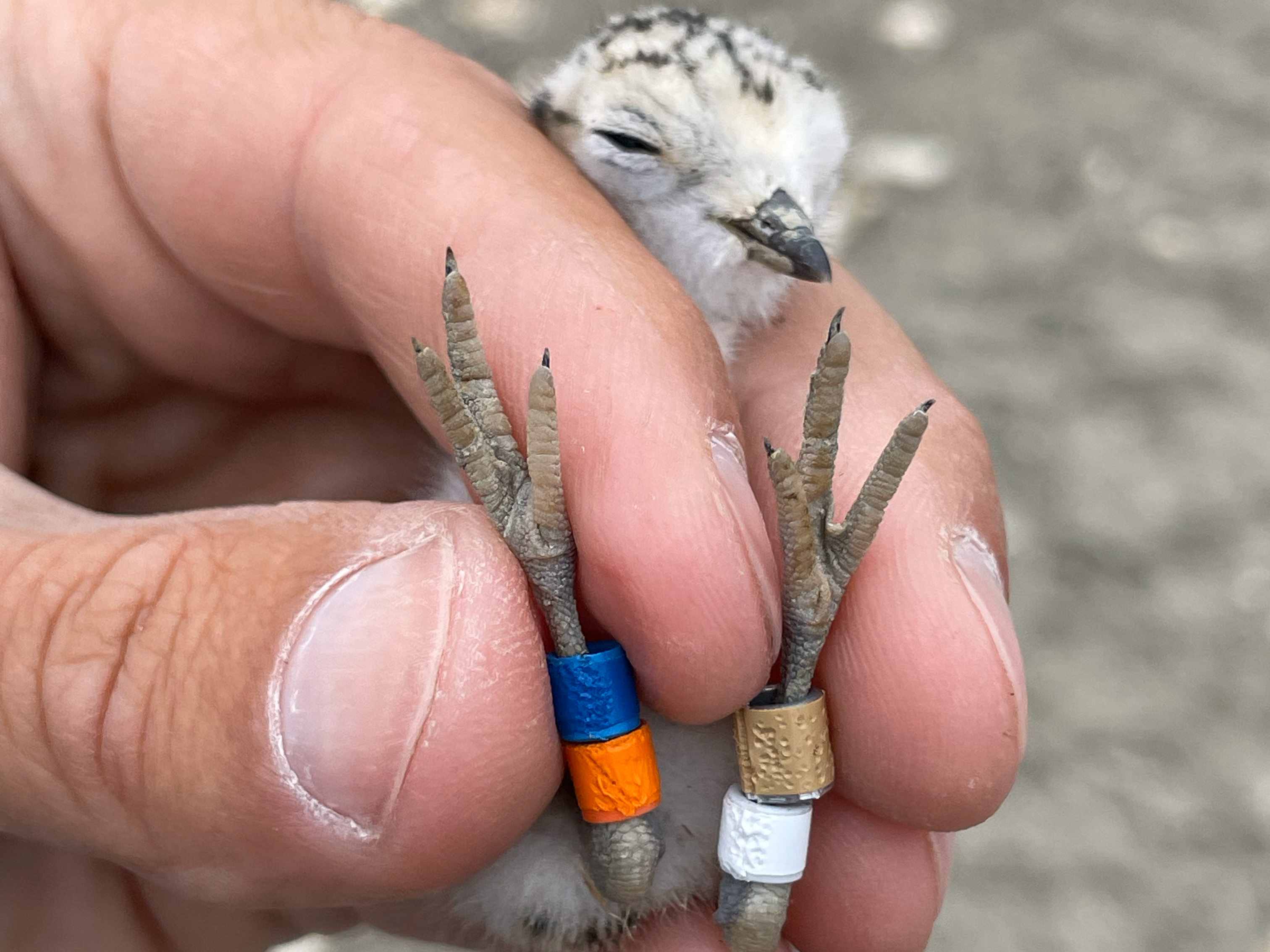 A photo of a newly-hatched small black-speckled, beige-colored shorebird held in a person's left hand. On its right leg are an orange and ablue band; on its left are a white and a brown band.