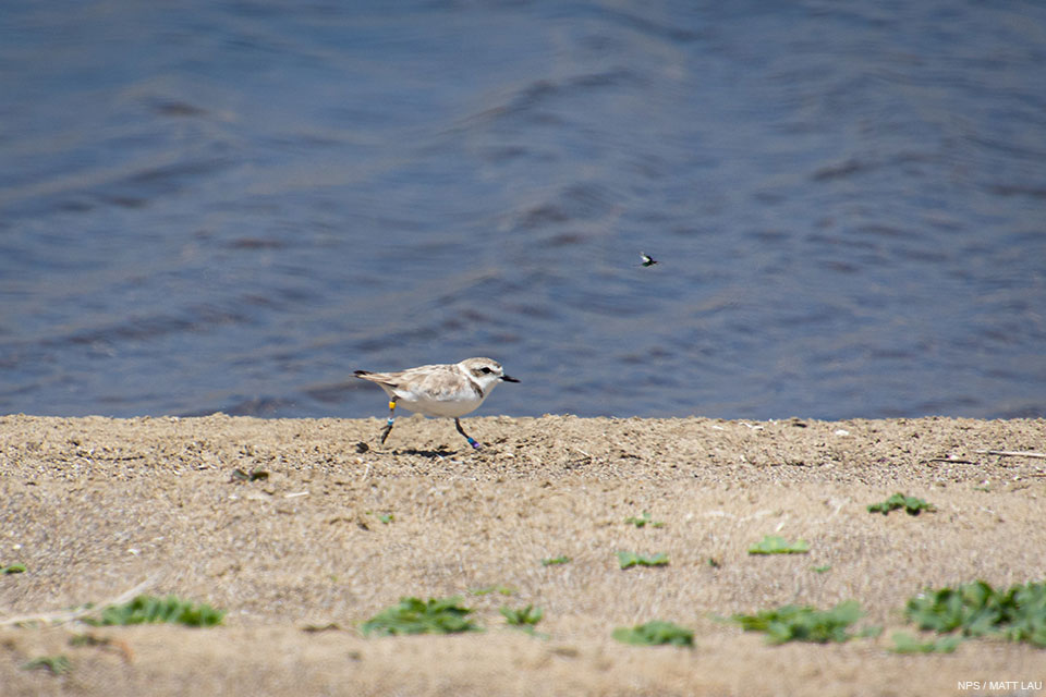 A photo of a small light brown shorebird with a white breast and a black bill running on sand with water in the background.