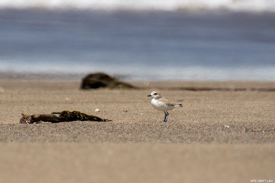 A photo of a small light brown shorebird with a white breast and a black bill standing on sand with out-of-focus water in the background.
