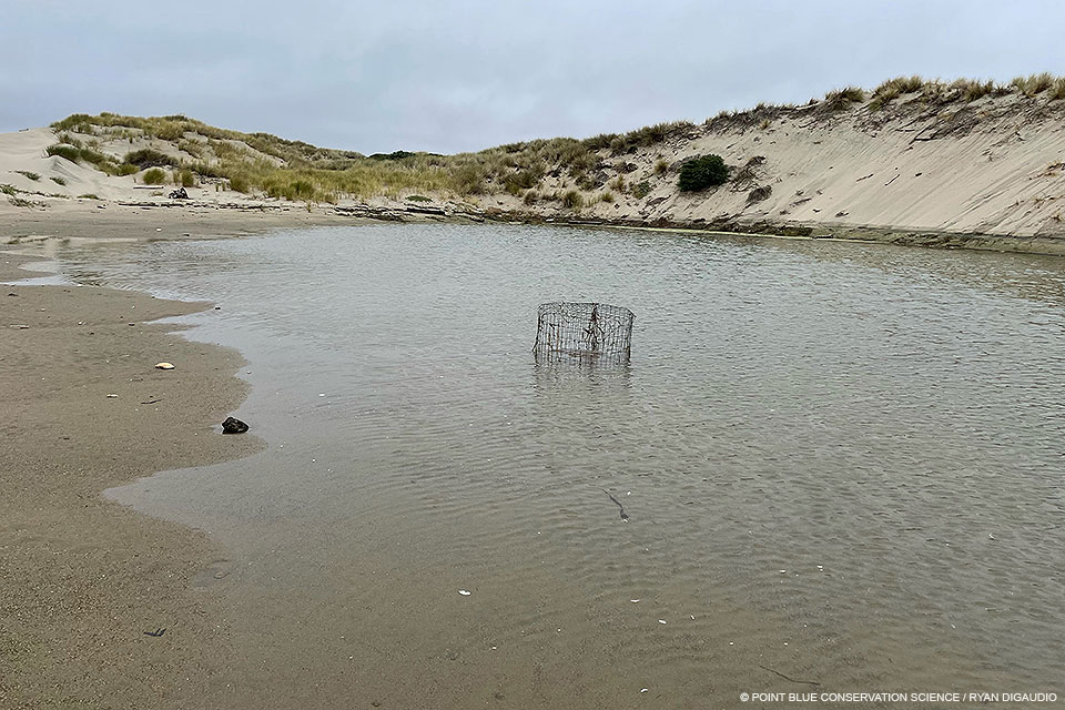 A photo of a small wire exclosure in the middle of a shallow pool of water with sand dunes in the background.