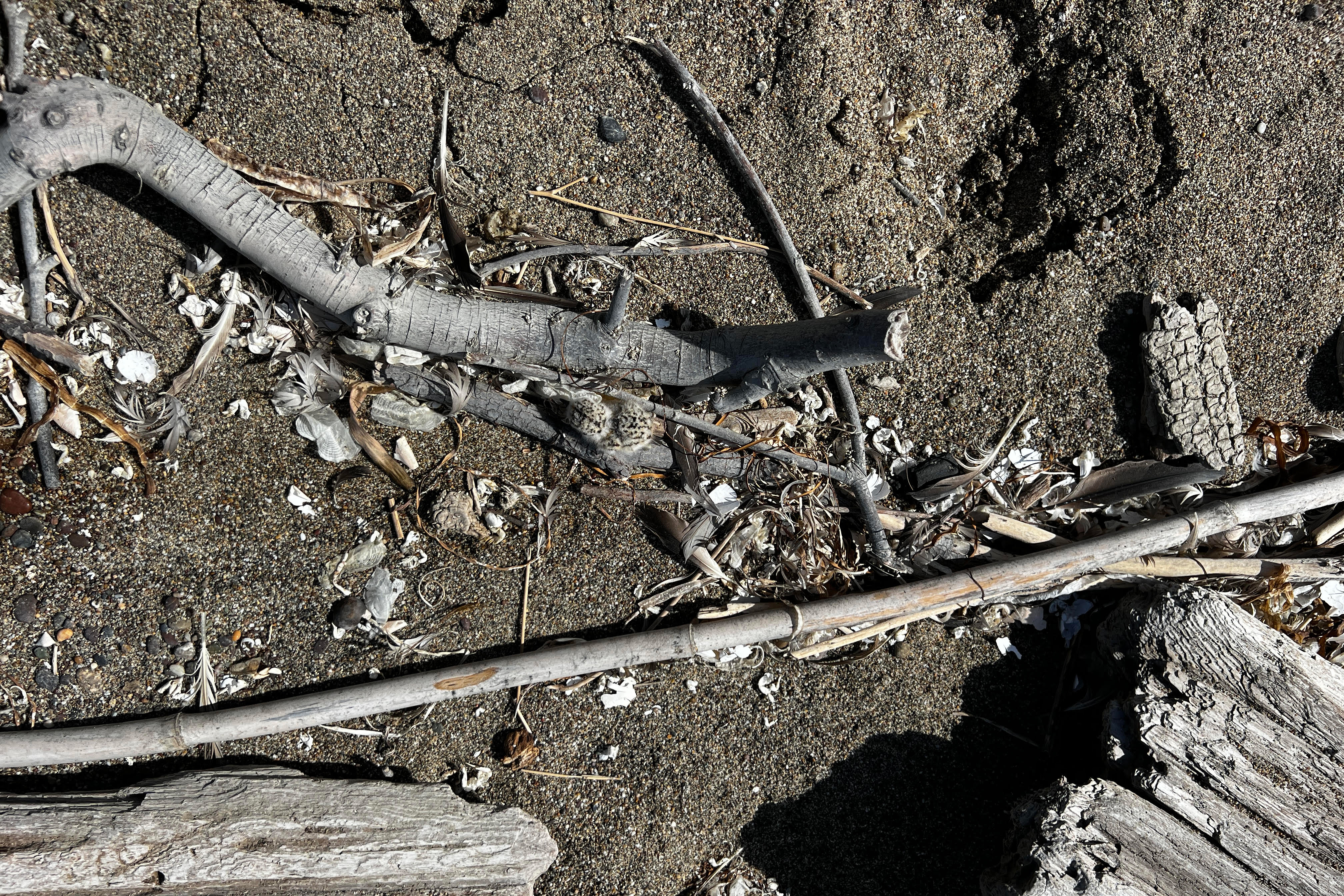A photo of a small black-speckled, beige-colored shorebird chick lying among small pieces of driftwood.