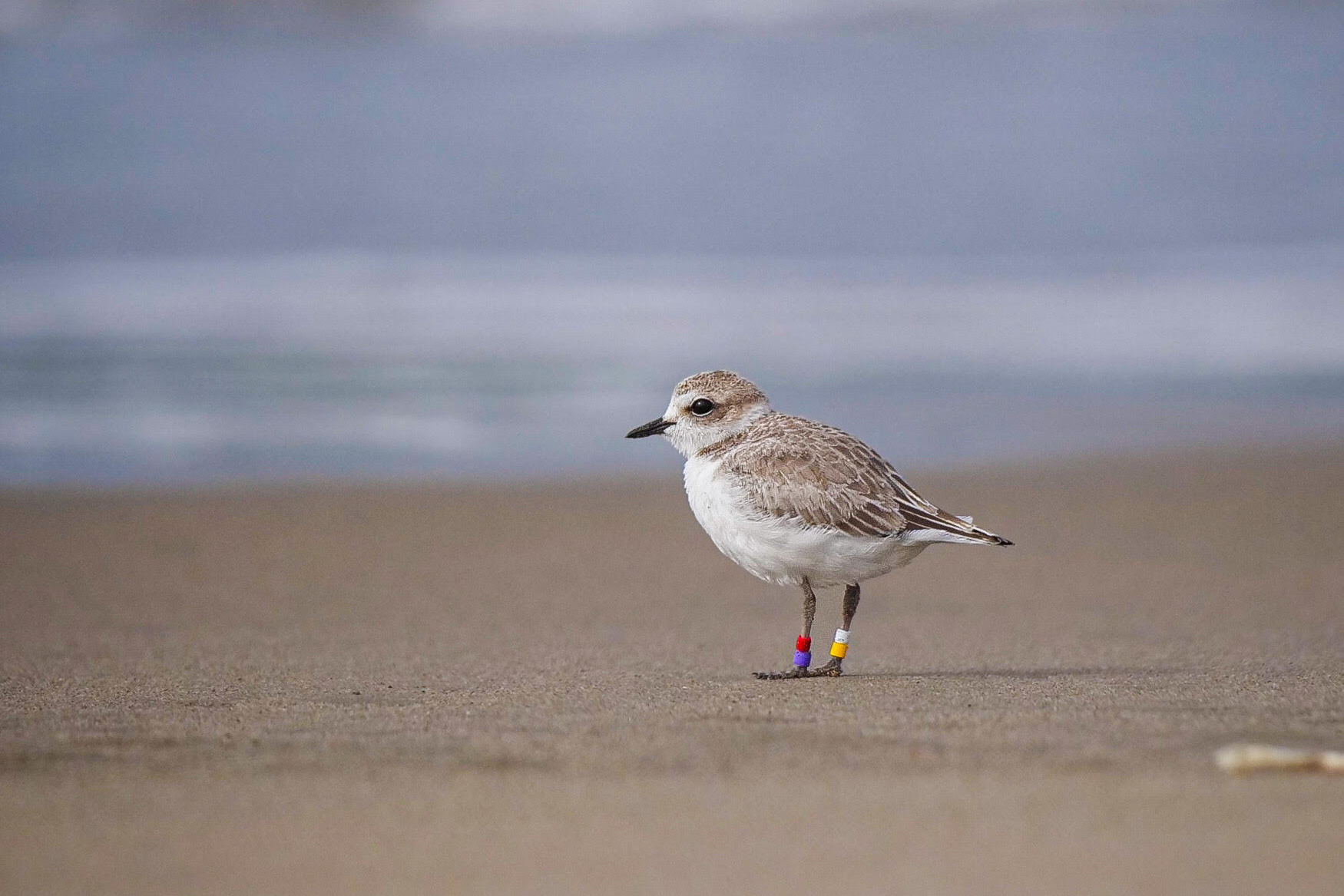 A photo of a small grayish-brown shorebird with colored bands around its legs standing on a sandy beach.