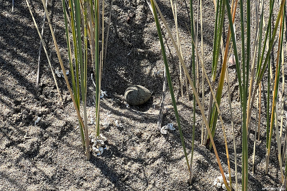 A photo of a small black-speckled, beige-colored egg sitting in a sandy depression surrounded by some thin green and yellow blades of beach grass growing up from the sand.