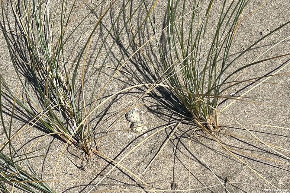 A photo of two small black-speckled, beige-colored eggs in a sandy depression next to a few sprouts of beachgrass.