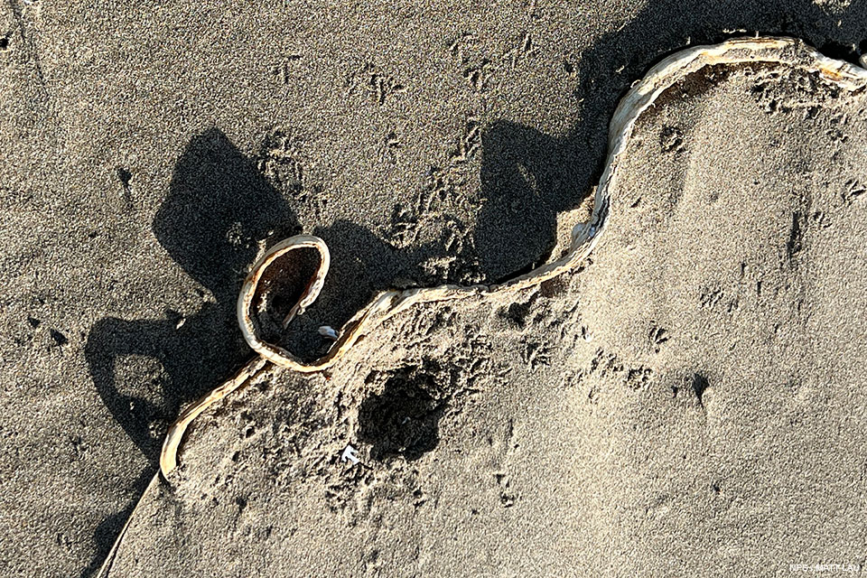 A photo of a small bird tracks leading to and from a small depression in the sand next to some dried kelp.