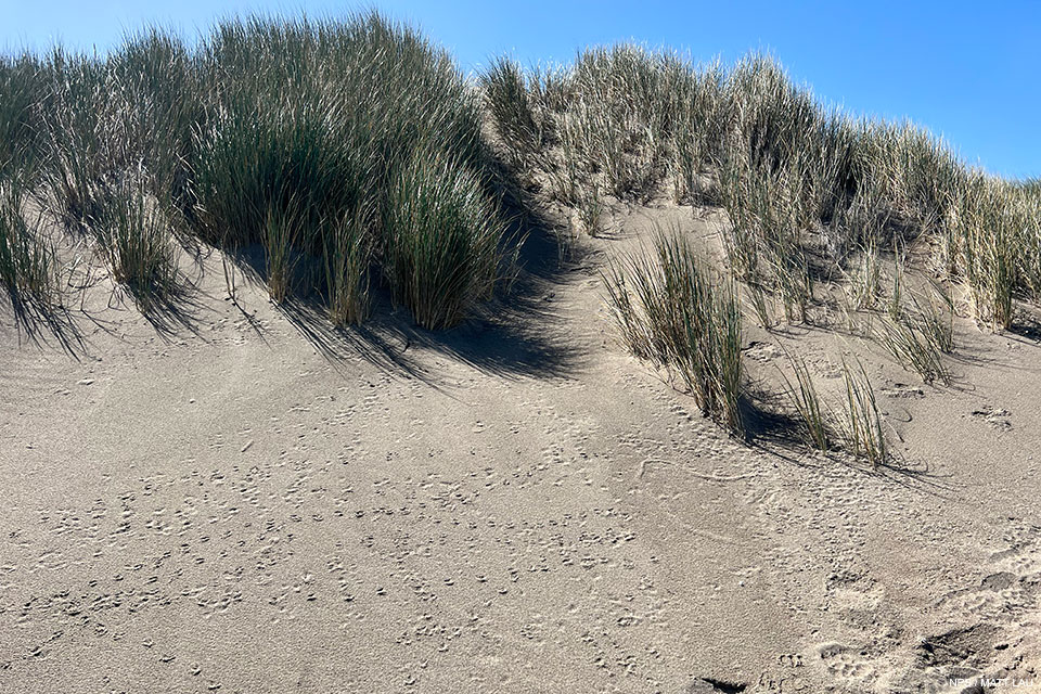 A photo of hundreds of tiny bird foot prints on the slope of a sand dune. Dense beach grass covers the top of the dune.