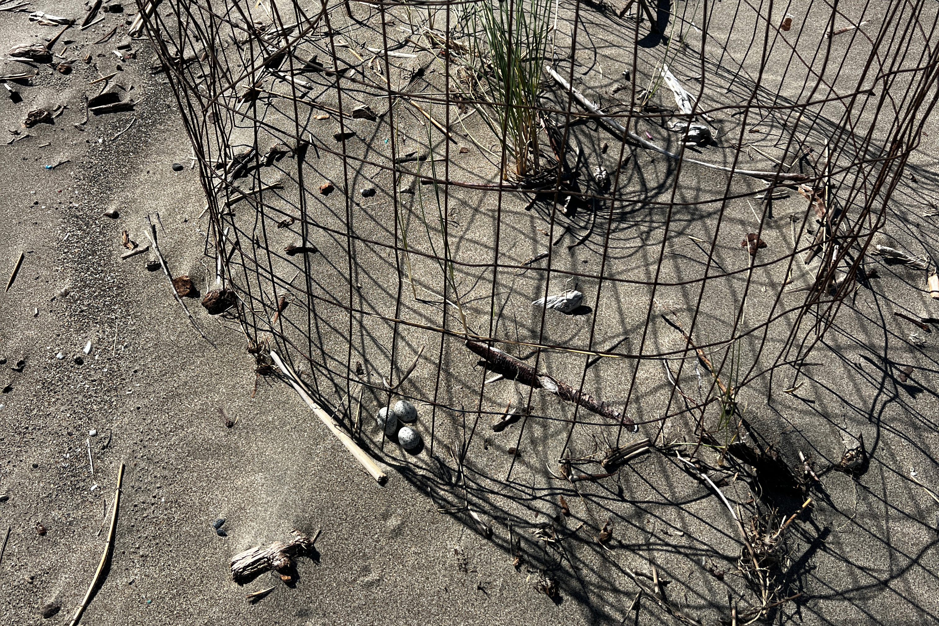A photo of a three small black-speckled, beige-colored eggs lying on sand near the inside edge of a cylindrical wire structure.