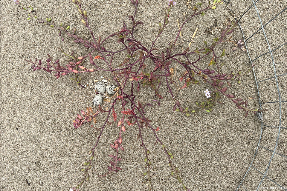 A photo of three small black-speckled, beige-colored eggs in a sandy depression next to a straggly pinkish plant.