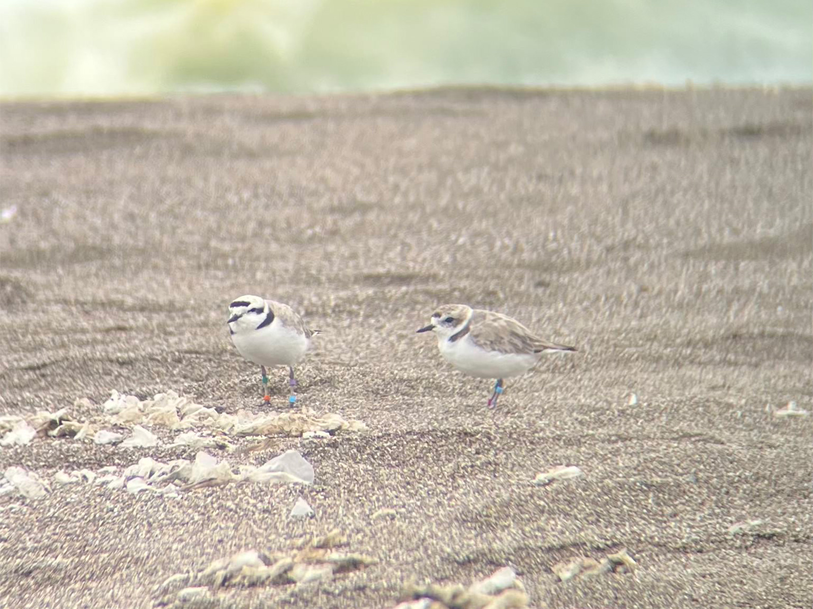 A photo of two small grayish-brown shorebird standing on a sandy beach.