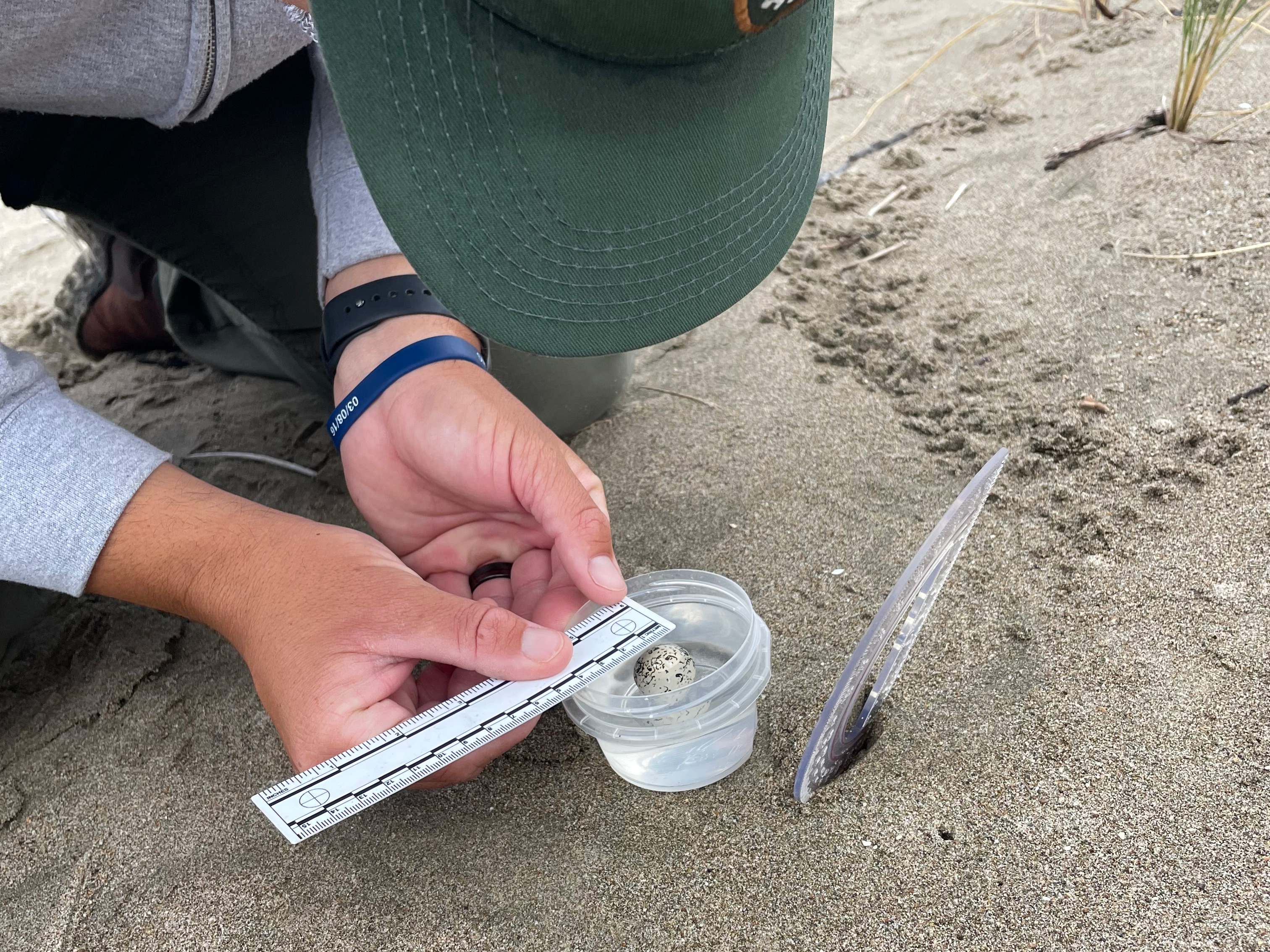 A photo of a man wearing a green ball cap and gray sweater holding a ruler up to a small black-speckled, beige-colored egg floating in a small plastic container.