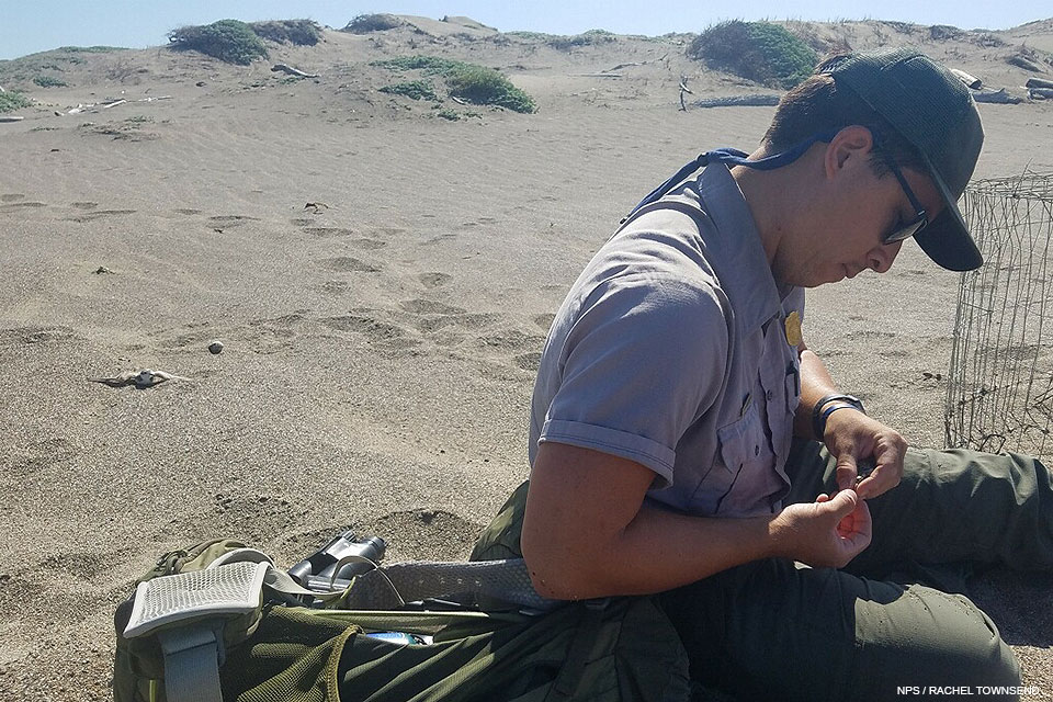 A photo of a male National Park Service employee sitting on a sandy beach attaching a colored band to the leg of a small plover chick.