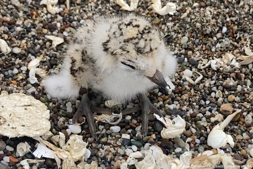 A photo of a small black-speckled, beige-colored chick that has a white egg tooth at the tip of its bill.