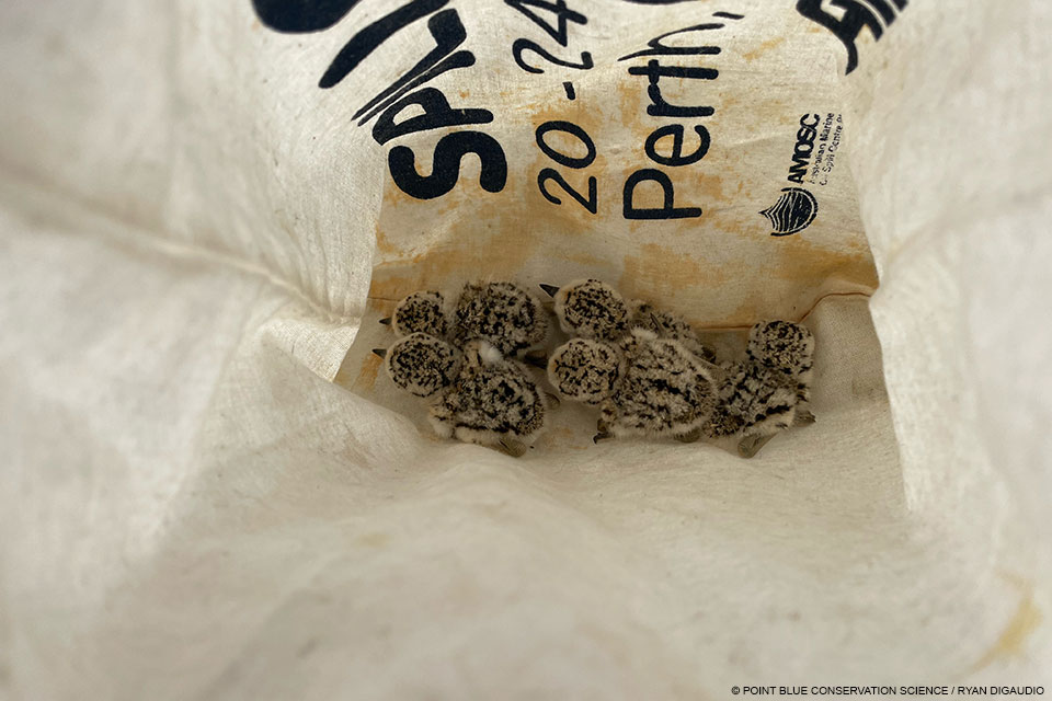 Five small black-speckled, beige-colored chicks at the bottom of a cloth bag.