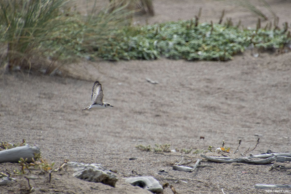 A photo of a small light brown shorebird with a white breast flying low over dune habitat.