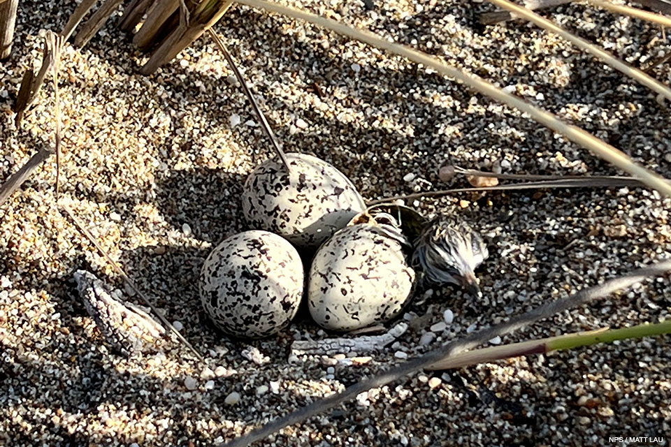 A close-up photo of a small black-speckled, beige-colored chick emerging from its egg next to two small black-speckled, beige-colored eggs sitting on sand.