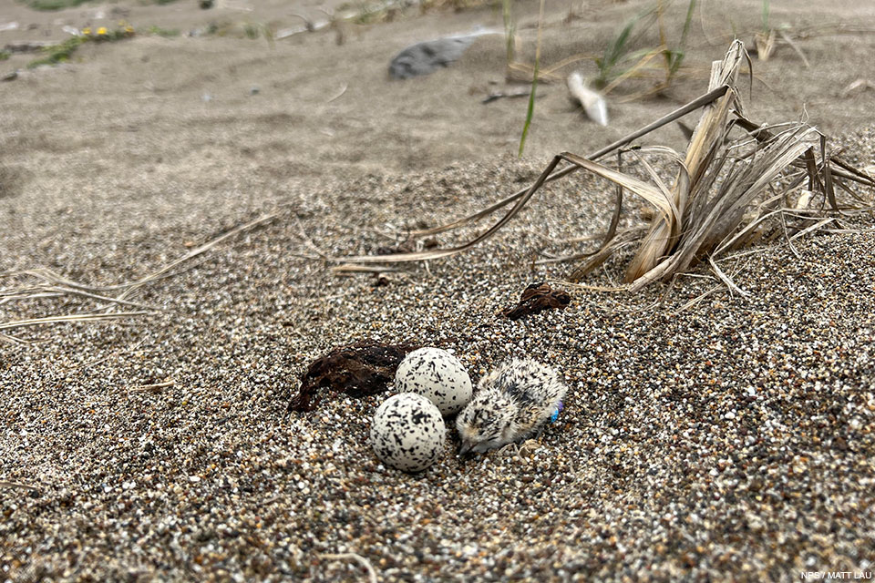 A new-born western snowy plover chick next to two eggs on North Beach on May 19, 2022. A close-up photo of a small black-speckled, beige-colored chick next to two small black-speckled, beige-colored eggs sitting on sand near a tuft of dried beach grass.