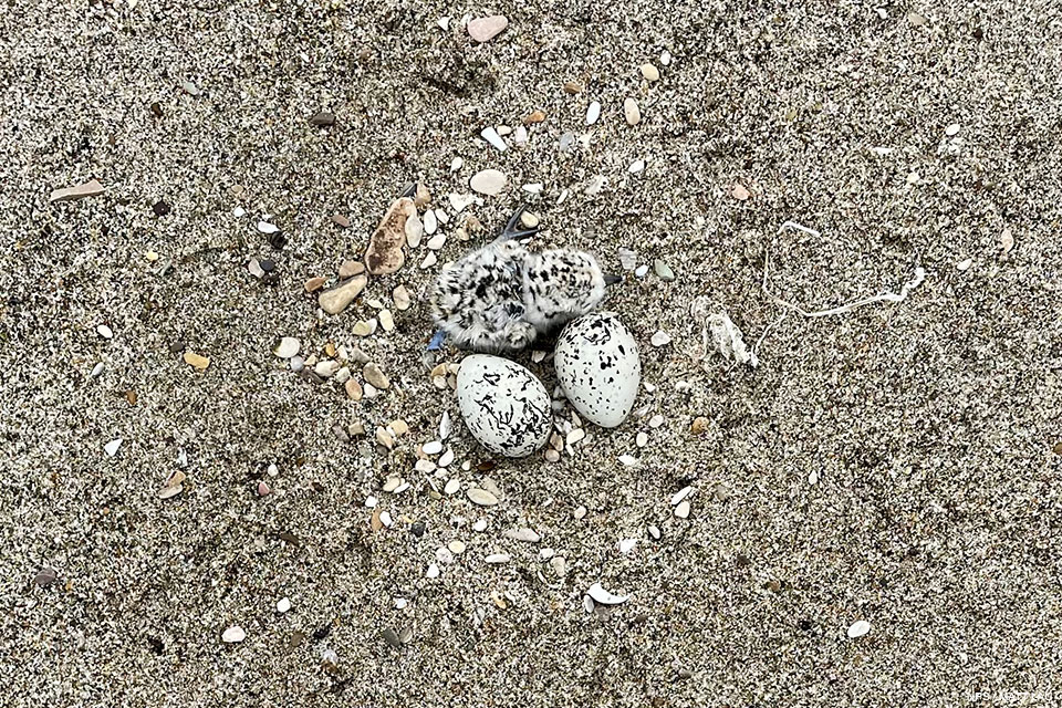 A close-up photo taken from directly above of a small black-speckled, beige-colored chick next to two small black-speckled, beige-colored eggs sitting on sand among small rocks.