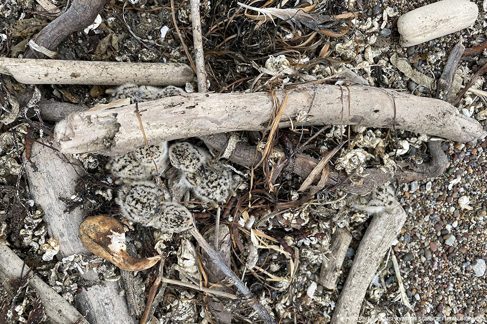 A five small black-speckled, beige-colored chicks hidden among pieces of driftwood.