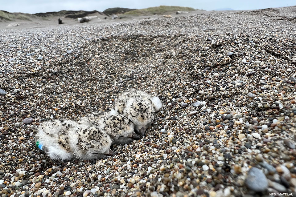 A close-up photograph of three small black-speckled, beige-colored chicks sitting on sand.