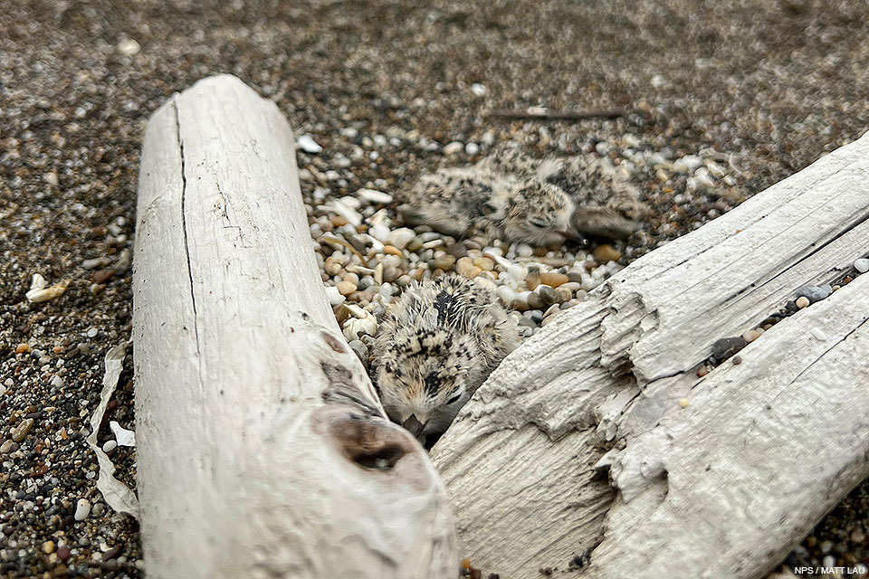 A close-up photograph of three small black-speckled, beige-colored chicks sitting on sand between two pieces of driftwood.