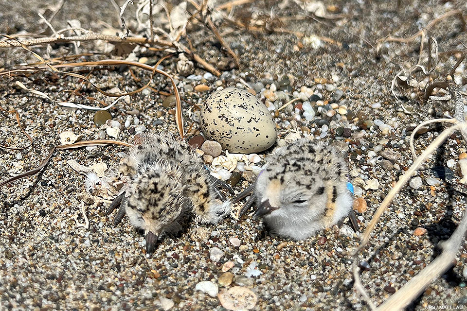 A close-up photo of two small black-speckled, beige-colored chicks next to a small black-speckled, beige-colored egg sitting on sand.