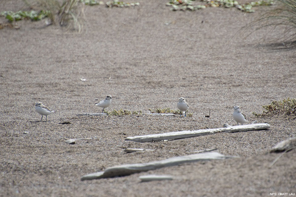 A photo of four small light brown shorebirds standing on a sand among coastal dunes, some sparse vegetation, and small pieces of driftwood..