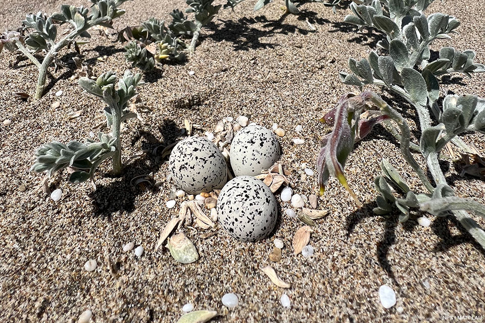 A photo of three small black-speckled, beige-colored eggs on sand surrounded by plants with silvery-green leaves.