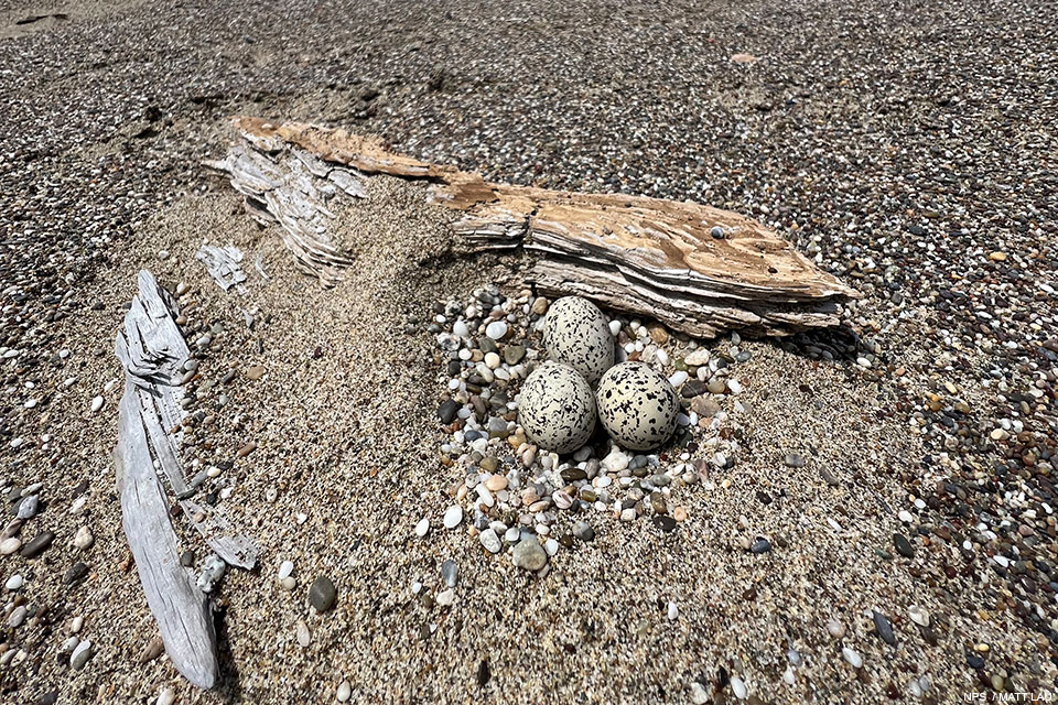 A photo of three small black-speckled, beige-colored eggs on sand partially surrounded by medium-sized driftwood