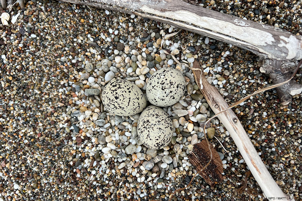 A photo of three small black-speckled, beige-colored eggs on small pebbles next to a couple pieces of small driftwood.
