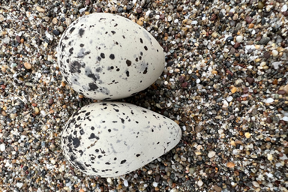 A photo of two small black-speckled, beige-colored eggs on sand. One has a more conical shape than the other.