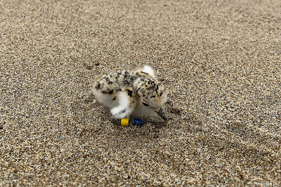 A small, fluffy, light-tan, speckled-black plover chick sits in the middle of a sandy expanse. A yellow band and a blue band are attached to its right leg.